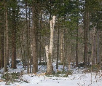 Snag tree managed for habitat AND safety, Searsmont